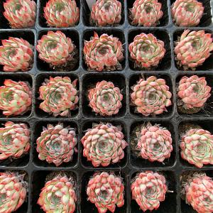 農園直売 多肉植物 寄せ植え 当店オリジナル7...の詳細画像4