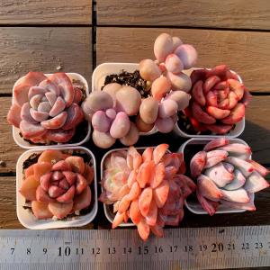 予約販売 送料無料 農園直売 最強福袋 コノフィツム属 1万円 2026年