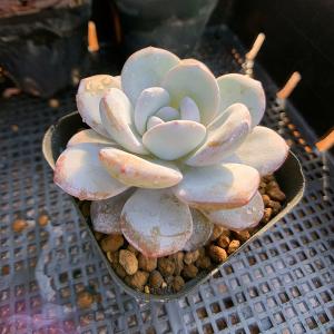 農園直売 多肉植物 寄せ植え エケベリア属 ラ...の詳細画像1
