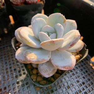 農園直売 多肉植物 寄せ植え エケベリア属 ラ...の詳細画像2