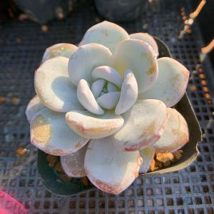 農園直売 多肉植物 寄せ植え エケベリア属 ラ...の詳細画像3