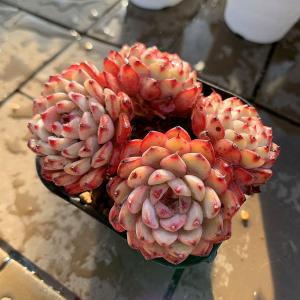 農園直売 多肉植物 寄せ植え エケベリア属 ピ...の詳細画像1