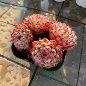 農園直売 多肉植物 寄せ植え エケベリア属 ピ...の詳細画像2