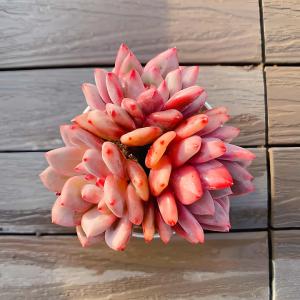 農園直売 多肉植物 寄せ植え エケベリア属 洛神（群）新品種 観葉植物