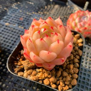 農園直売 多肉植物 寄せ植え エケベリア属 海...の詳細画像1