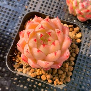 農園直売 多肉植物 寄せ植え エケベリア属 海...の詳細画像2