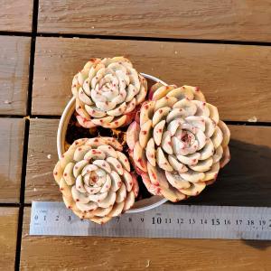 農園直売 多肉植物 寄せ植え エケベリア属 スターライトジェニー（群