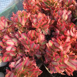 農園直売 多肉植物 寄せ植え アエオニウム属 ...の詳細画像2