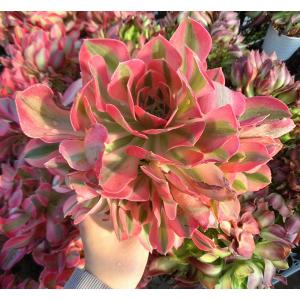 農園直売 多肉植物 寄せ植え アエオニウム属 ...の詳細画像3