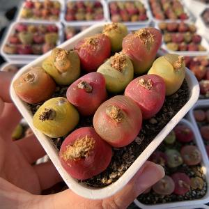 農園直売 多肉植物 コノフィツム マウガニー12-16頭　メセン　観葉植物　インテリア　多肉専門VERVE