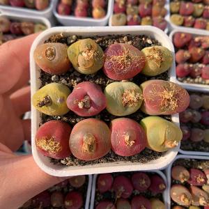 農園直売 多肉植物 コノフィツム マウガニー1...の詳細画像1