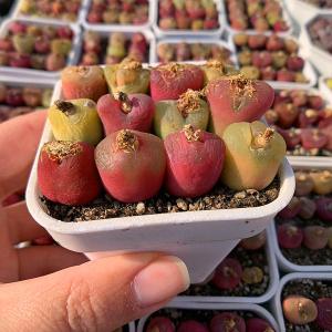 農園直売 多肉植物 コノフィツム マウガニー1...の詳細画像2