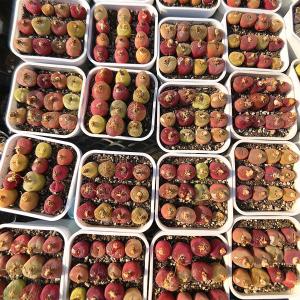 農園直売 多肉植物 コノフィツム マウガニー1...の詳細画像3