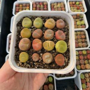 農園直売 多肉植物 コノフィツム マウガニー1...の詳細画像4