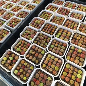 農園直売 多肉植物 コノフィツム マウガニー1...の詳細画像5