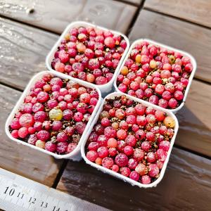農園直売 多肉植物 コノフィツム属 ブルゲリ ...の詳細画像2