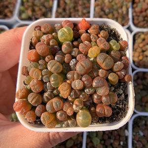 農園直売 多肉植物 寄せ植え コノフィツム カラフルリトープス（150頭