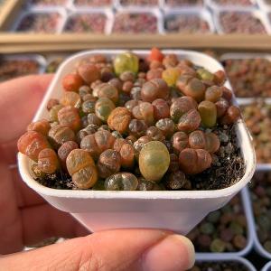 農園直売 多肉植物 コノフィツム属 風鈴玉mi...の詳細画像1