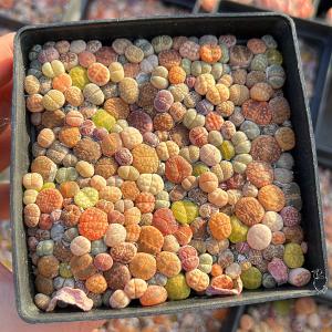 農園直売 多肉植物 寄せ植え コノフィツム カ...の詳細画像1