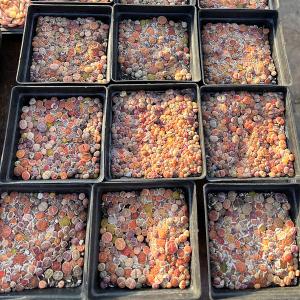 農園直売 多肉植物 寄せ植え コノフィツム カ...の詳細画像3