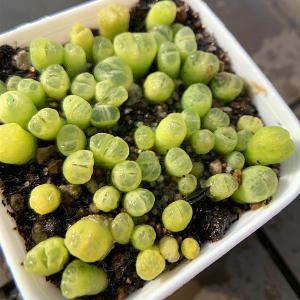 農園直売 多肉植物 コノフィツム属 風鈴玉(緑...の詳細画像1