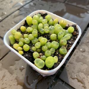 農園直売 多肉植物 コノフィツム属 風鈴玉(緑...の詳細画像2