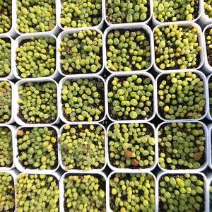農園直売 多肉植物 コノフィツム属 風鈴玉(緑...の詳細画像3