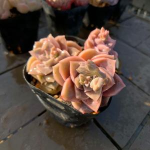 No.449 ❁オウンスロー❁ 抜き苗 多肉植物 寄せ植え No.449 ❁オウンスロー❁ 抜き苗 多肉植物 寄せ植え