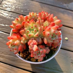 農園直売 多肉植物 寄せ植え エケベリア属 ヴィンセントカトー