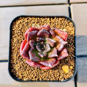 農園直売 多肉植物 寄せ植え エケベリア属 ブ...の詳細画像2