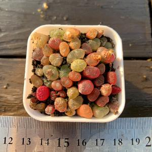 農園直売 多肉植物 コノフィツム属 カラフルマウガニーMIX　30-35頭セット　超お得　メセン　観葉植物　インテリア　多肉専門VERVE