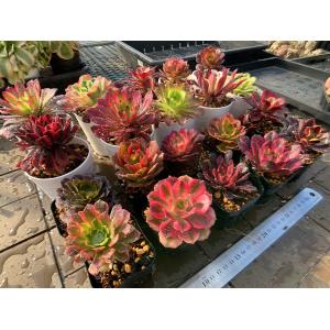 期間限定増量 農園直売 多肉植物 寄せ植え ア...の詳細画像1