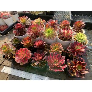 期間限定増量 農園直売 多肉植物 寄せ植え ア...の詳細画像2