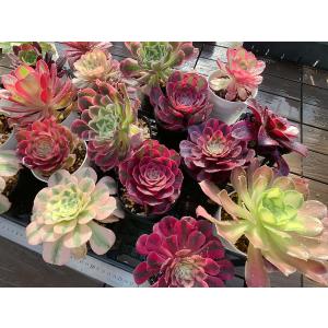 期間限定増量 農園直売 多肉植物 寄せ植え ア...の詳細画像4