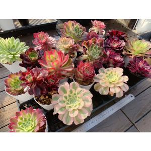 期間限定増量 農園直売 多肉植物 寄せ植え ア...の詳細画像5