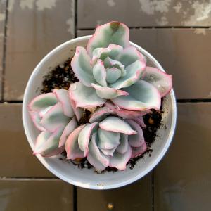 農園直売 多肉植物 寄せ植え エケベリア属 バ...の詳細画像1