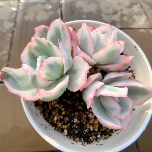 農園直売 多肉植物 寄せ植え エケベリア属 バ...の詳細画像2