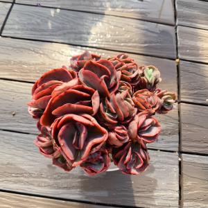 農園直売 多肉植物 アエオニウム属 マイバッハ錦（単） 観葉植物
