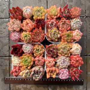 農園直売 多肉植物 寄せ植え アエオニウム属 季節4点 おまかせ