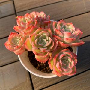 農園直売 多肉植物 寄せ植え エケベリア属 花斑鹿（群） 抜き苗 観葉