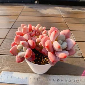 農園直売 多肉植物 寄せ植え エケベリア属 洛...の詳細画像1