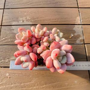 農園直売 多肉植物 寄せ植え エケベリア属 洛...の詳細画像2