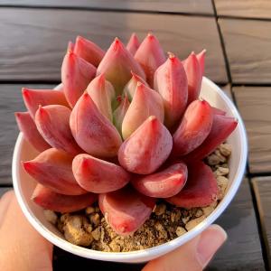 訳あり寄せ植えセット　１番　カット苗10個　チワワエンシス錦微斑あり　多肉植物 訳あり寄せ植えセット 1番 カット苗10個 チワワエンシス錦微斑あり