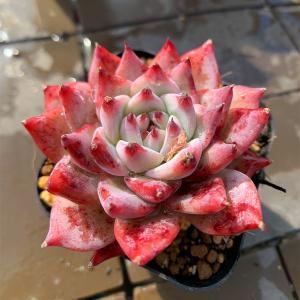 農園直売 多肉植物 寄せ植え エケベリア属 ダイ...の商品画像