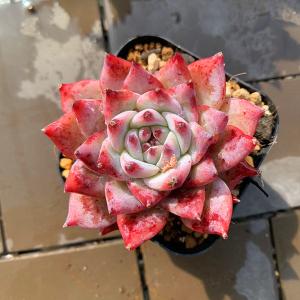 農園直売 多肉植物 寄せ植え エケベリア属 ダ...の詳細画像2