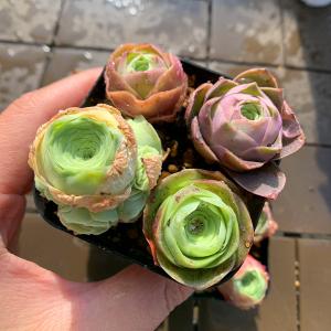 開店記念セット 農園直売 寄せ植え グリノービ...の詳細画像4