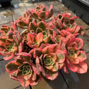 15#多肉植物アエオニウム❤️カシミヤバイオレットセッカ ❤️ 16cm拔き苗 アエオニウム・カシミヤバイオレット 【多肉植物 2.5号鉢／1個