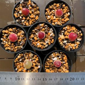 農園直売 多肉植物 コノフィツム属 ブルゲリ単...の詳細画像1