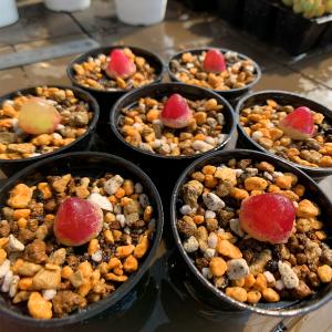 農園直売 多肉植物 コノフィツム属 ブルゲリ単...の詳細画像2