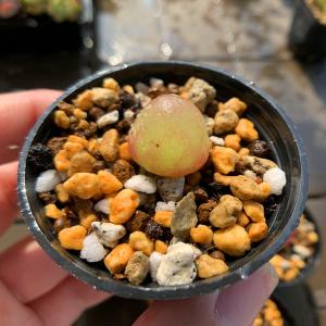 農園直売 多肉植物 コノフィツム属 ブルゲリ単...の詳細画像4